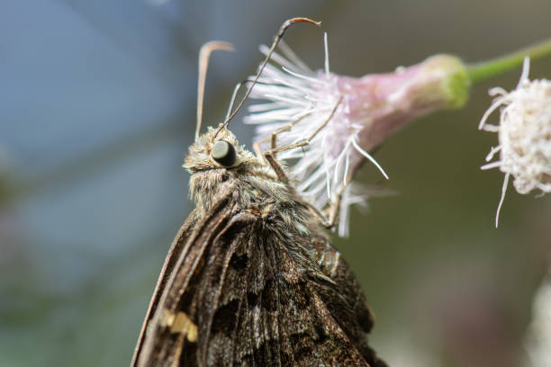 istock A small moth drinking nectar from a flower of the genus Heterocondylus. 1629318476