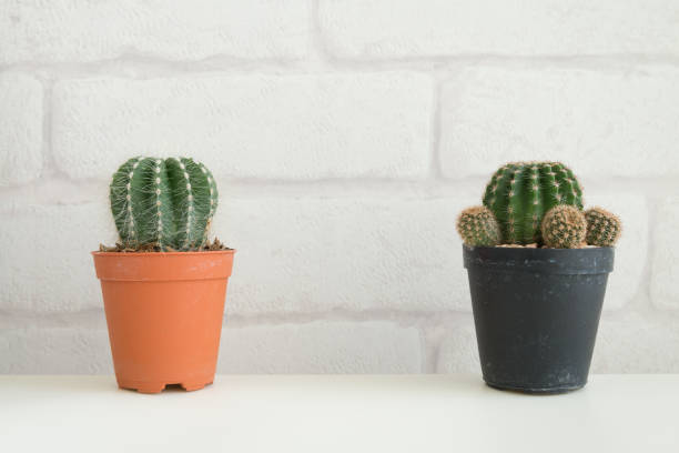 istock Two cactus pot on white table and white brick wallpaper background with copy space. 1629323450