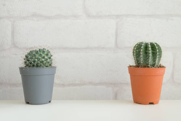 istock Two cactus pot on white table and white brick wallpaper background. 1629323467