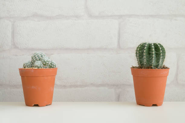 istock Two cactus pot on white table and white brick wallpaper background. 1629323469
