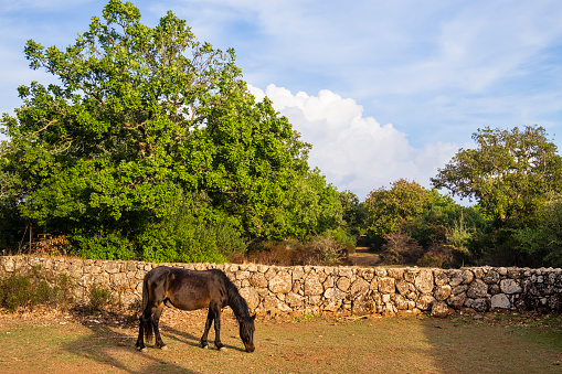 The Parco della Giara in Sardinia is a basaltic plateau home to many plant species, notably the cork oak, and famous for being the habitat of the last wild horses in Europe