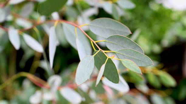 eukalyptusbaumzweig, abstrakter naturhintergrund - bluegum tree stock-fotos und bilder