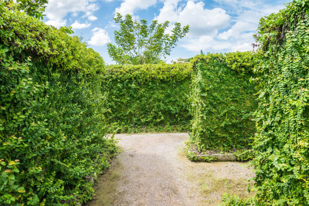 grüner labyrinthgarten mit blauem himmelshintergrund. - plant formal garden nature botany stock-fotos und bilder