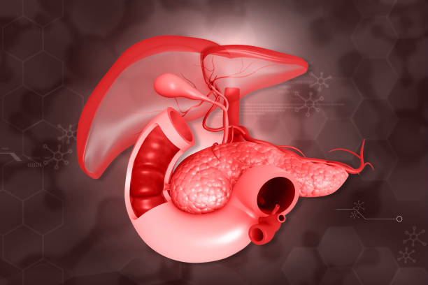 istock Human liver digestive system anatomy 1629332058