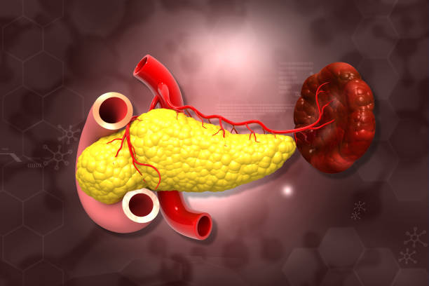 istock Human pancreas anatomy on scientific background 1629332577