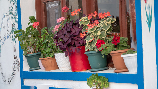 Various flowers in pots in front of the window of a Mediterranean house painted blue and white