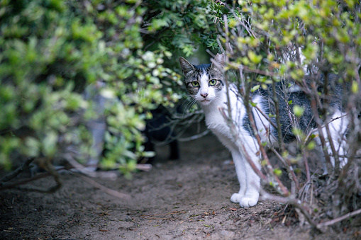 Little wildcat in nature