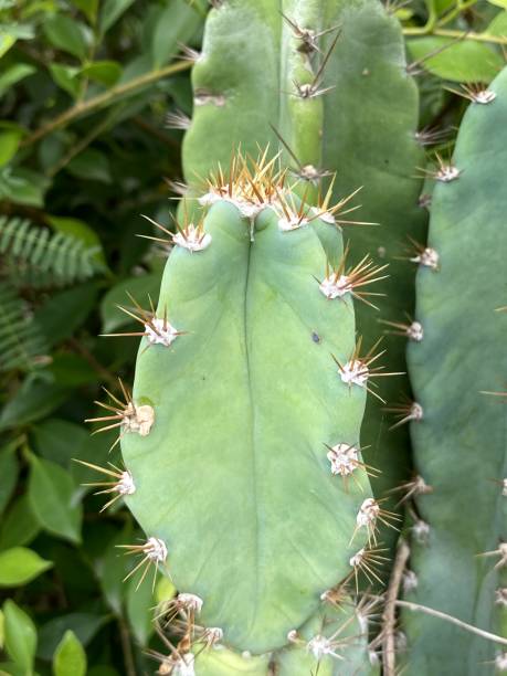 istock cactus in nature garden 1629336101
