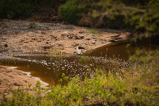 Crocodile on the river in Serengeti. Africa, Tanzania, Safari.