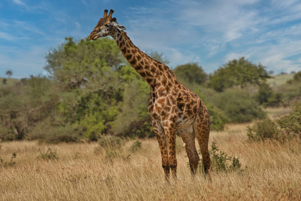 istock Giraffes in Serengeti 1629337187