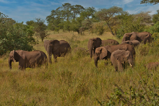 istock Elephant family in Serengeti 1629337194