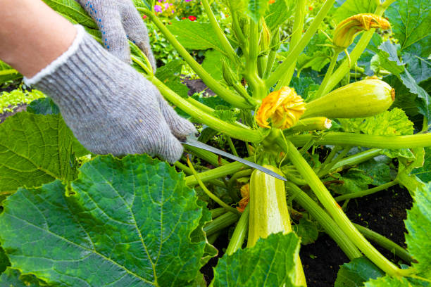istock a farmer cuts a fresh zucchini with a knife. 1629338249