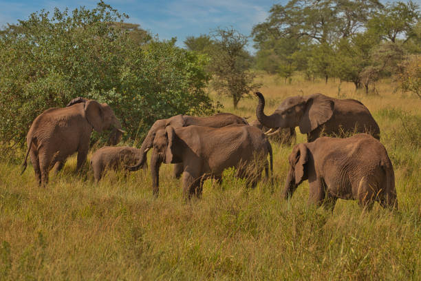 istock Elephant family in Serengeti 1629338815