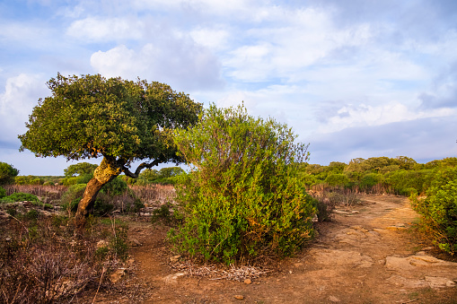 The Parco della Giara in Sardinia is a basaltic plateau home to many plant species, notably the cork oak, and famous for being the habitat of the last wild horses in Europe