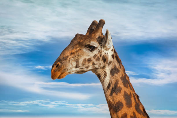 istock Giraffes in Serengeti 1629344264