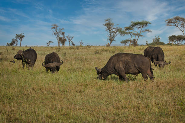 istock Strong buffalo in Serengeti 1629346008