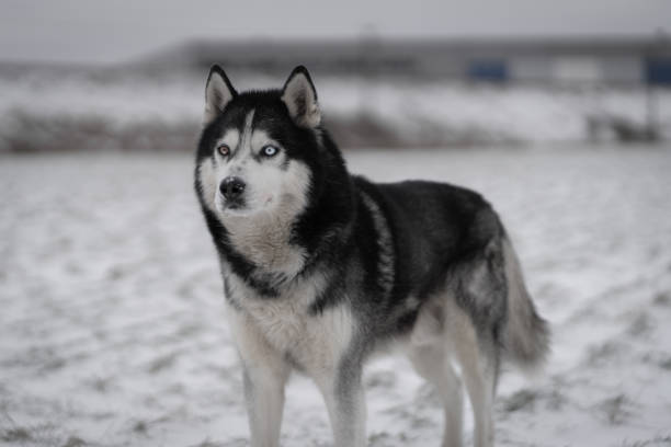 istock Husky dog with multi colored eyes, looking at camera on the snowy winter field 1629352835