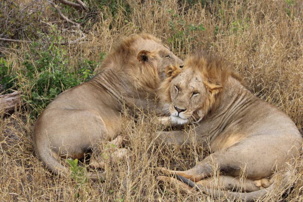 istock Two lions in the lair 2 1629376186
