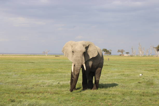 Elefante nel Parco di Amboseli in Kenya