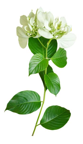 istock Green plant with beauty white flower isolated 1629381352