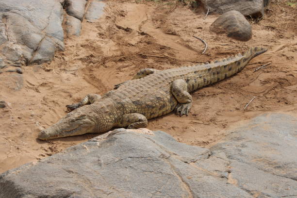 istock Crocodiles in East Tsavo 1629383020