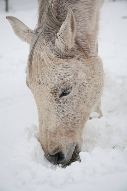 istock horses playing in the snow 162938365