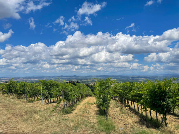 viñedo en el país de la región de la toscana - tuscany florence italy chianti region italy fotografías e imágenes de stock