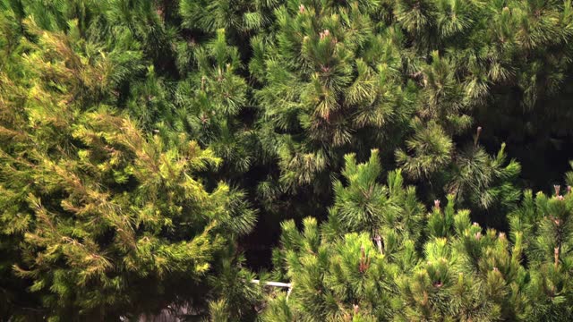 Slow-motion footage of a pine tree swaying in the wind during sunny weather, creating a wall of green.