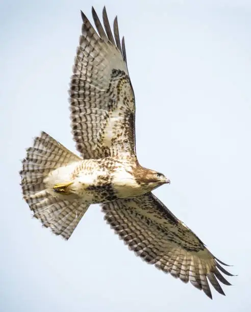 Photo of Hawk