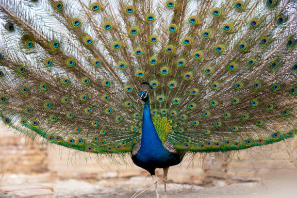 istock The peacock with the beautiful feathers 1629419180
