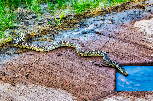 Bullsnake having a drink of water at a campground in Theodore Roosevelt National Park