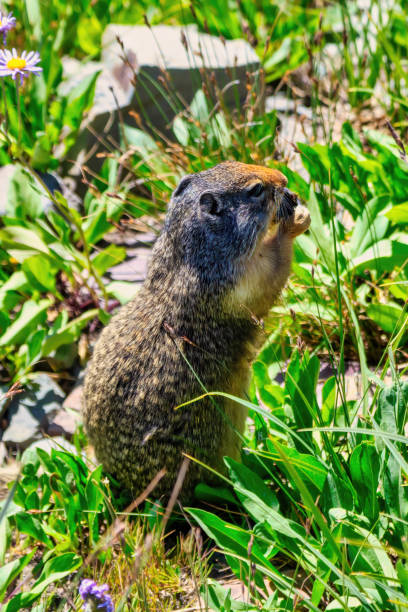 Columbian ground squirrel in Glacier National Park