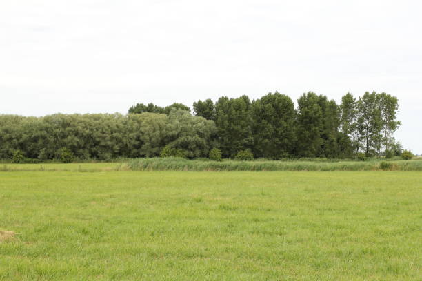 a fresh green bumpy meadow with trees of the edge of the forest in the background
