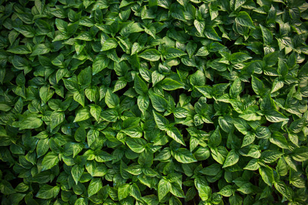 istock Green chili plants in the background nursery tray. 1629433488
