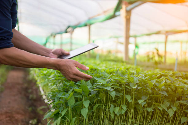 istock Male researcher concept examining vegetable seedlings on farm and taking notes. 1629434405