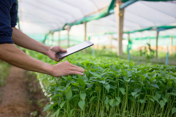 istock Male researcher concept examining vegetable seedlings on farm and taking notes. 1629434406