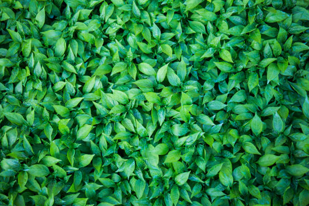 istock Background chilli saplings grown on the farm. 1629439893