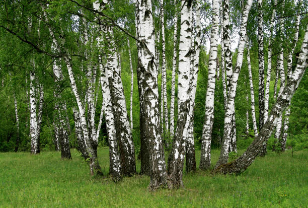 istock Beautiful birch trees in a summer forest 1629441013