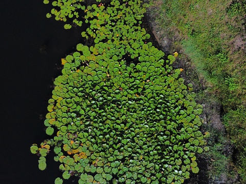 Aerial Shot of pond plants