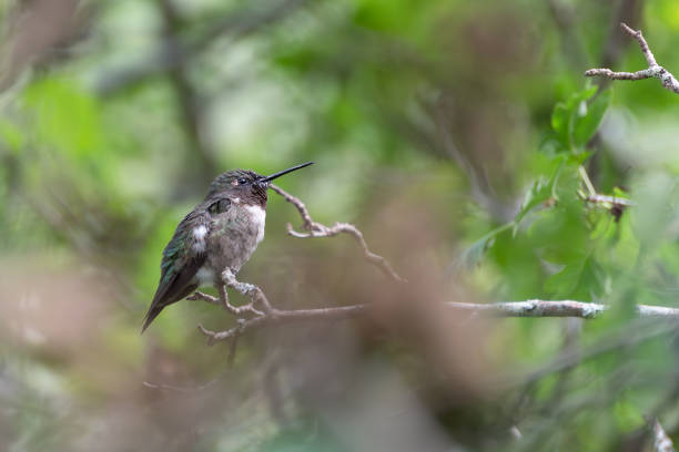 istock Close Up of Ruby-Throated Hummingbird In Tree 1629442831