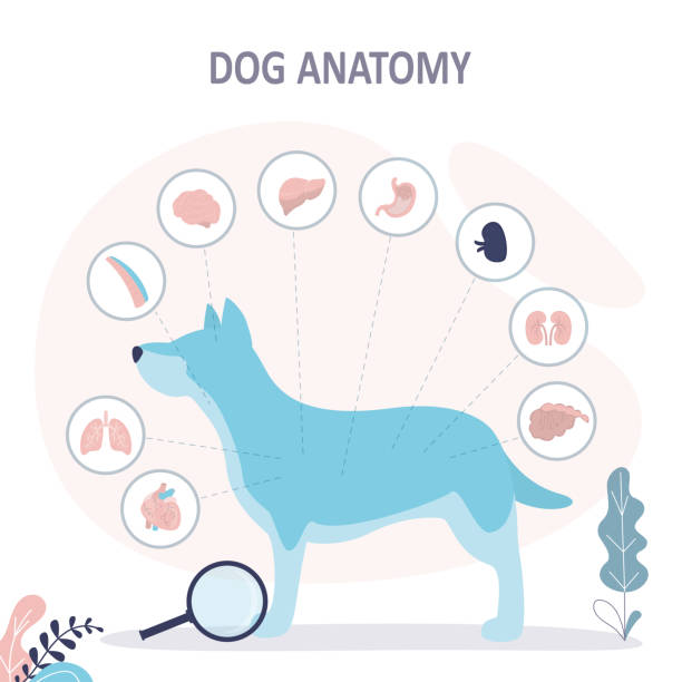 ilustrações de stock, clip art, desenhos animados e ícones de anatomy of dog with inside organ structure examination. educational labeled handout for zoology, infographic or poster template. - animal internal organ