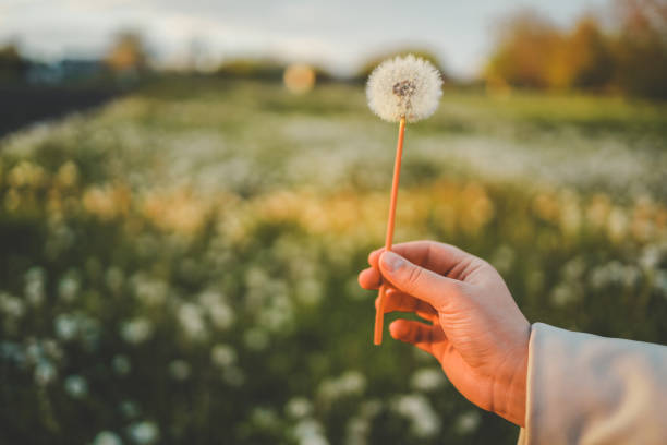 Dandelion In Field At Sunset - Freedom to Wish.