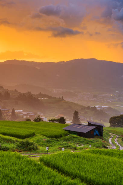 istock Obatuse, Nagano, Japan Rice Terraces in Summer 1629453242