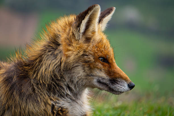 istock Red fox portrait and blurry landscape 1629454347