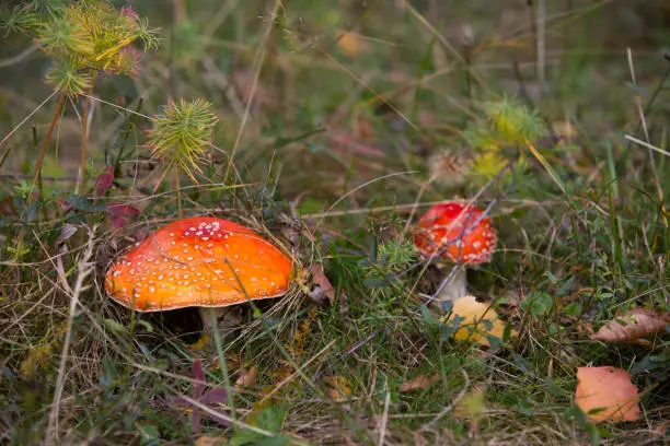Red fly agaric mushroom or toadstool in the grass
