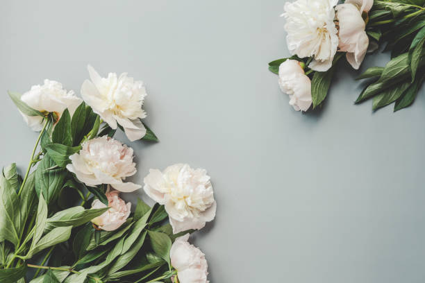 istock Beautiful white peony flowers on a grey background with copy space for your text top view and flat lay style 1629467142