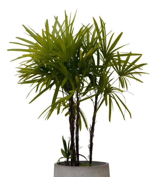istock Lady palm tree or Bamboo in pot plant Isolated on white background with clipping paths, Pot Plant Rhapis Excelsa palm is perfect for a flourish of lush interior greenery for decoration 1629468278