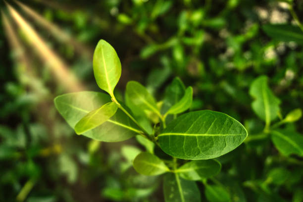 istock the shape of the mangrove leaf bones 1629475548