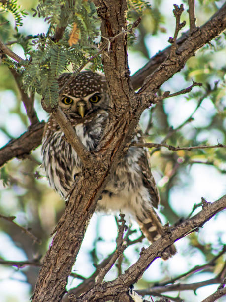 istock A small Pearl-spotted Owlet, Glaucidium perlatum, peaking through a fork in a torn bush 1629475762