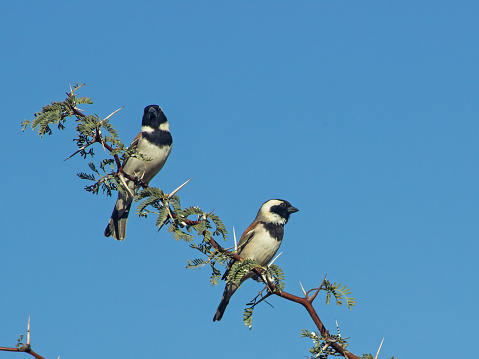 Two Cape Sparrows, Passer Melanurus, perched like on the old South African one cent, on a thorn tree branch in the Kgalagadi Nation Park of South Africa. The Cape sparrow is a sparrow nearly endemic to southern Africa. It is easily identified by the distinctive white C, extending from the eye and down onto its neck.